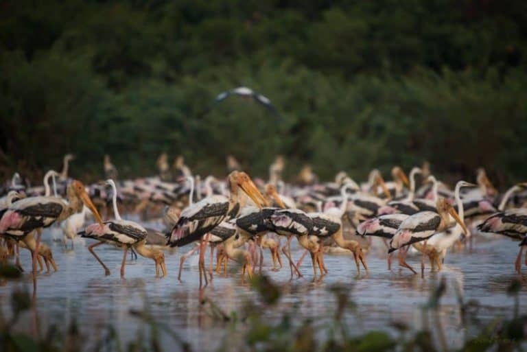 Bird Sanctuary in Siem Reap - Boeng Peariang Bird Reserve